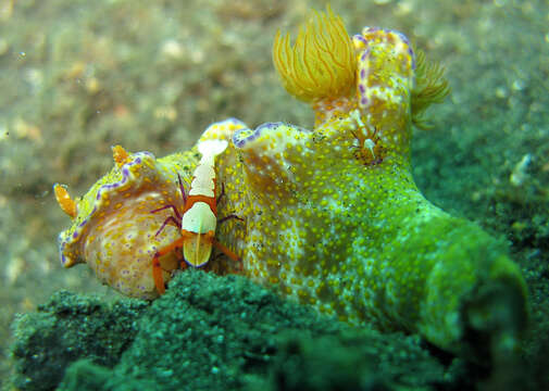 Image of Purple edged yellow spot slug