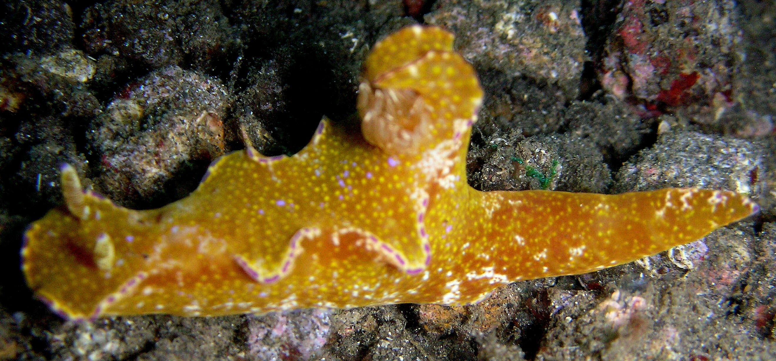 Image of Purple edged yellow spot slug