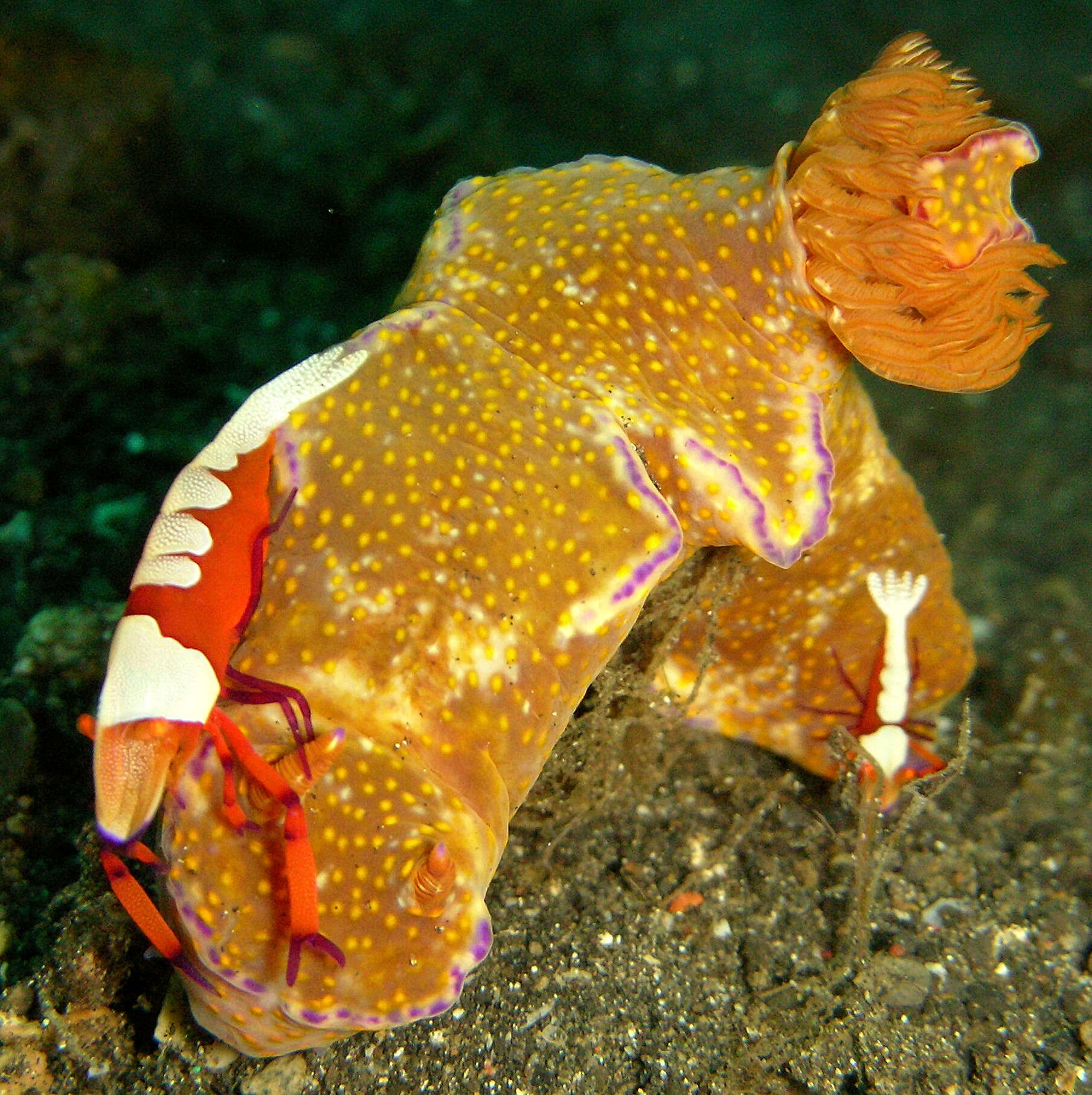 Image of Purple edged yellow spot slug