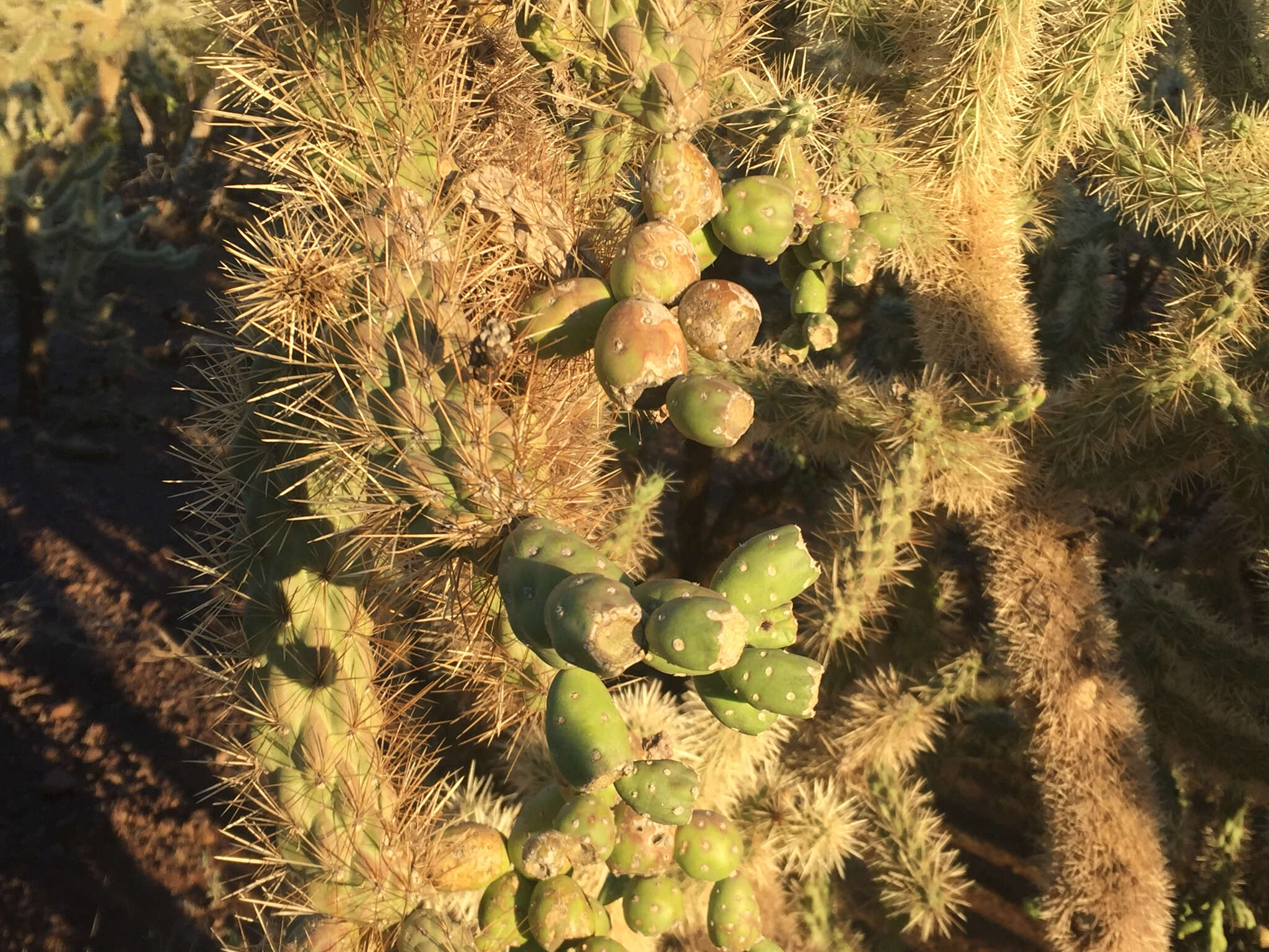 Image of jumping cholla