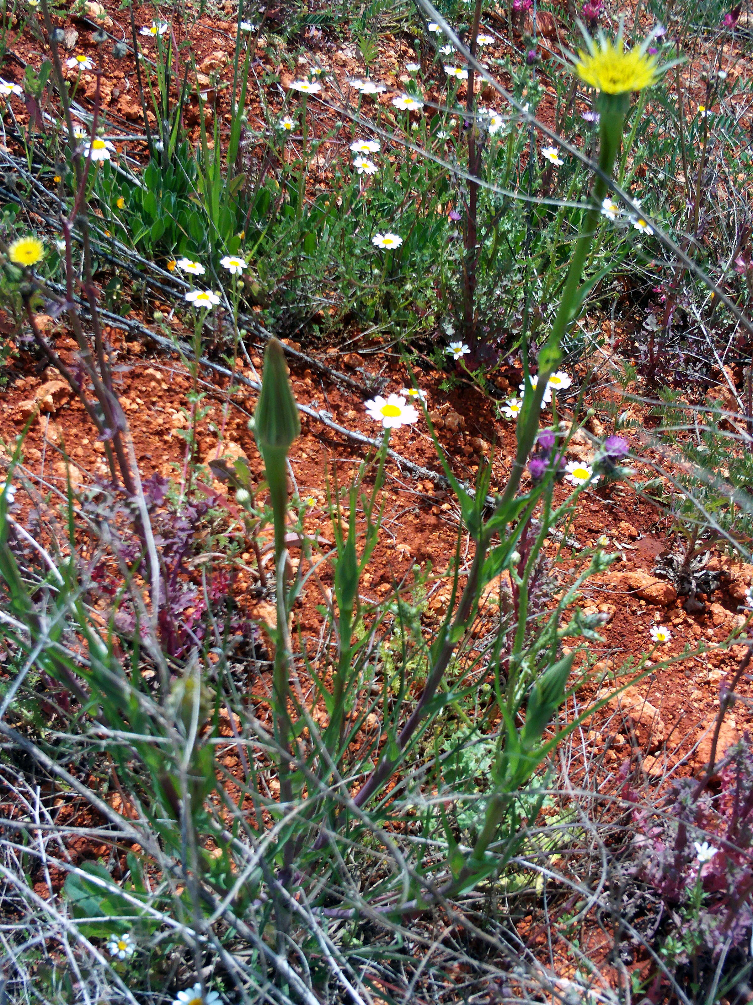 Image of yellow salsify