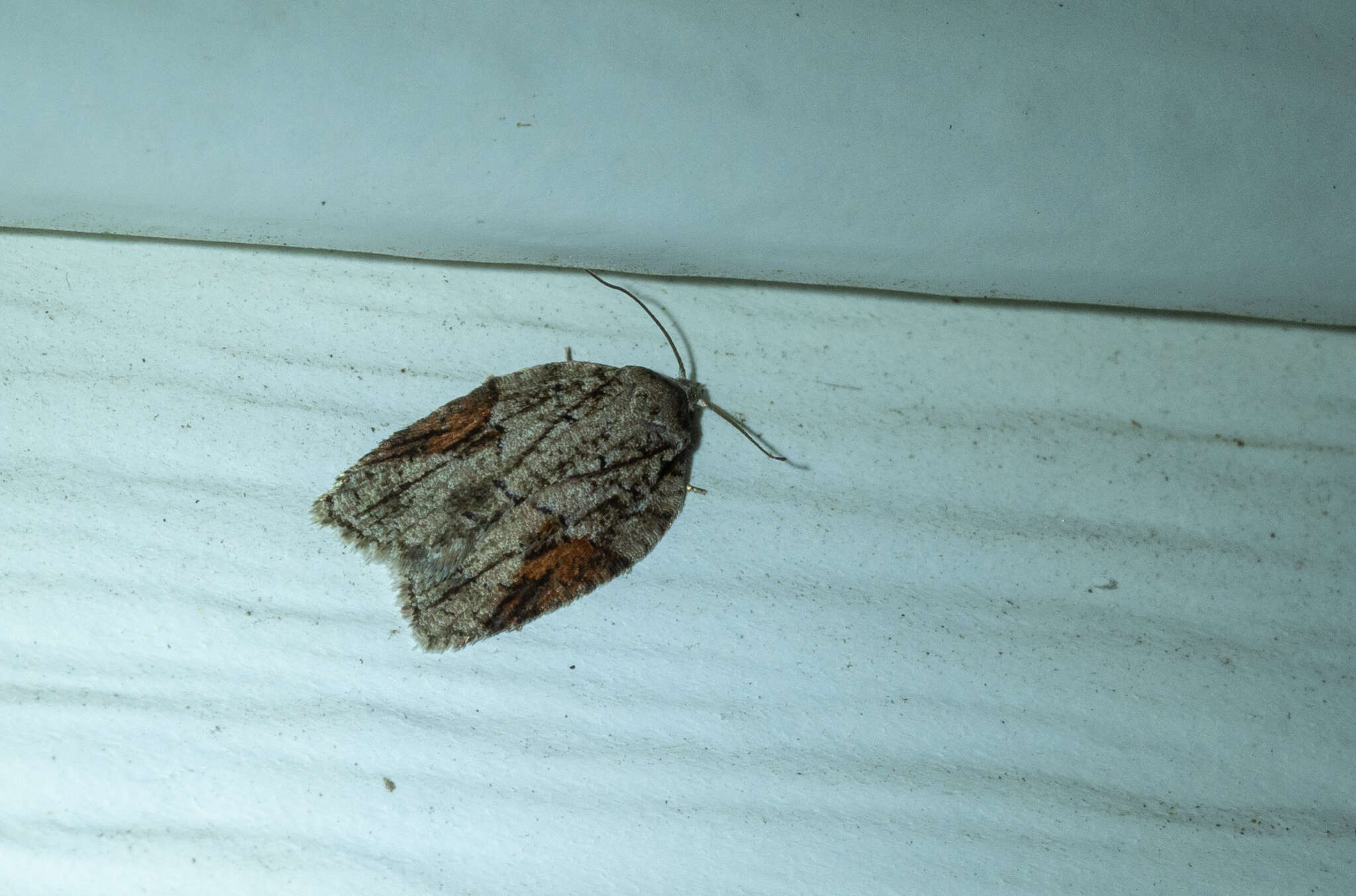 Image of Acleris ptychogrammos Zeller 1875