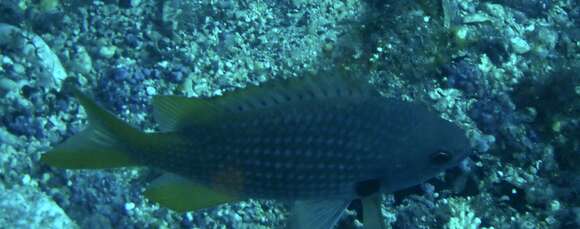 Sivun Chromis lubbocki Edwards 1986 kuva