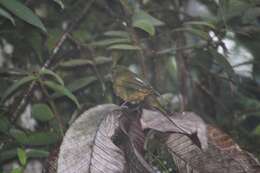 Image of Ochre-breasted Tanager