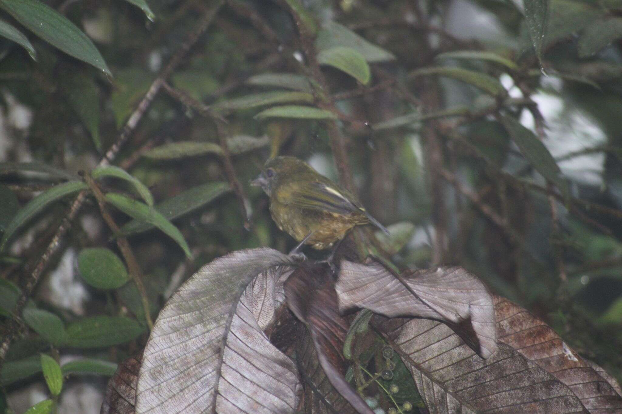 صورة Chlorothraupis stolzmanni (Berlepsch & Taczanowski 1884)