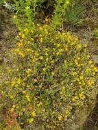 Image of palmleaf cinquefoil