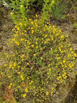 Image of palmleaf cinquefoil