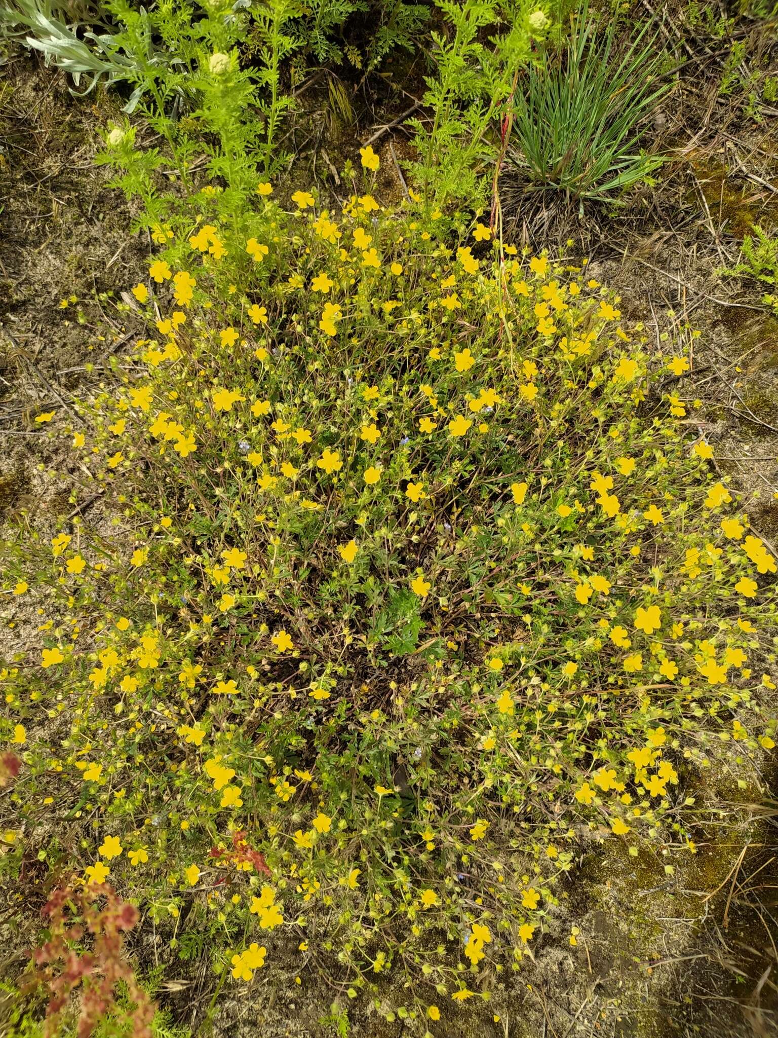 صورة Potentilla collina Wibel