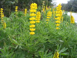 Image of European yellow lupine