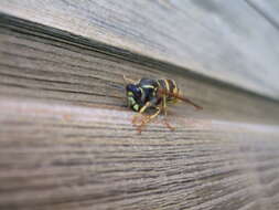 Dolichovespula saxonica (Fabricius 1793)的圖片