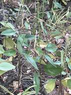 Image of Santa Cruz Island ticktrefoil