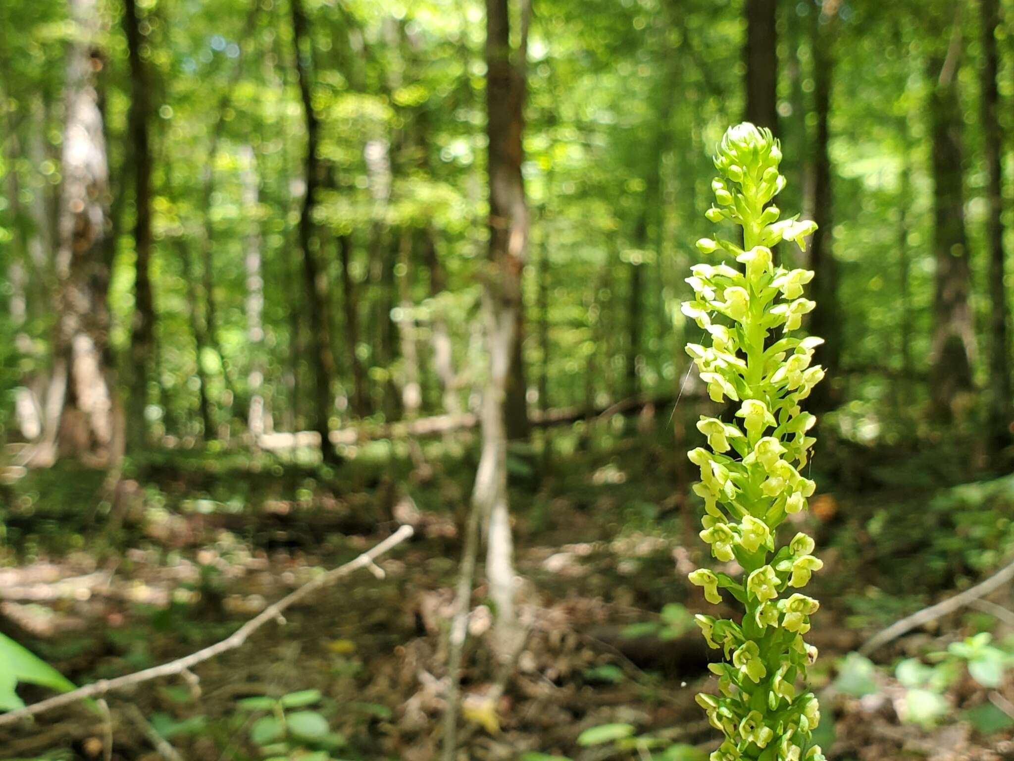 Image of palegreen orchid