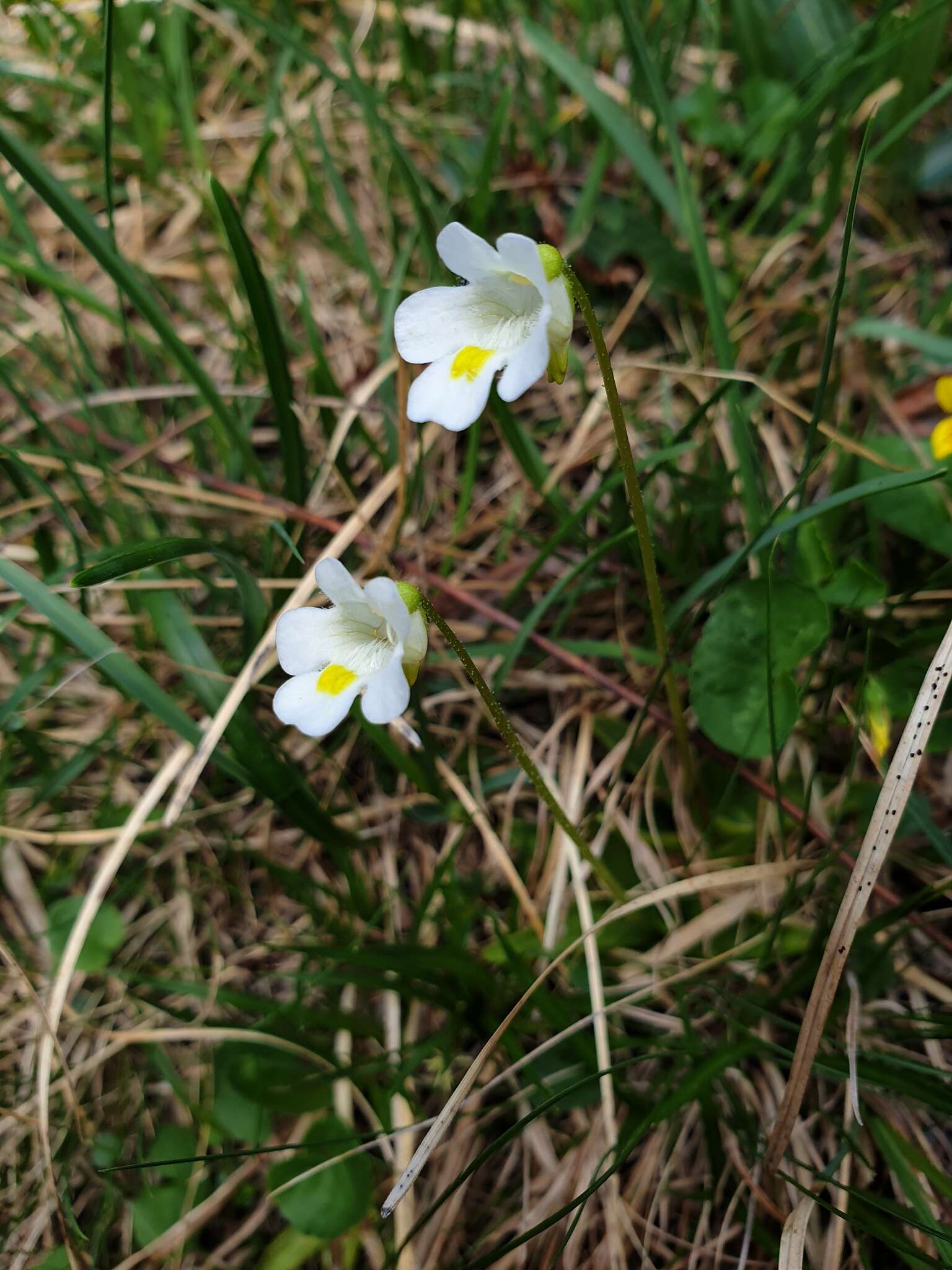 Image of Pinguicula alpina L.