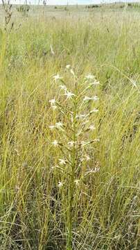 Image de Habenaria nyikana Rchb. fil.