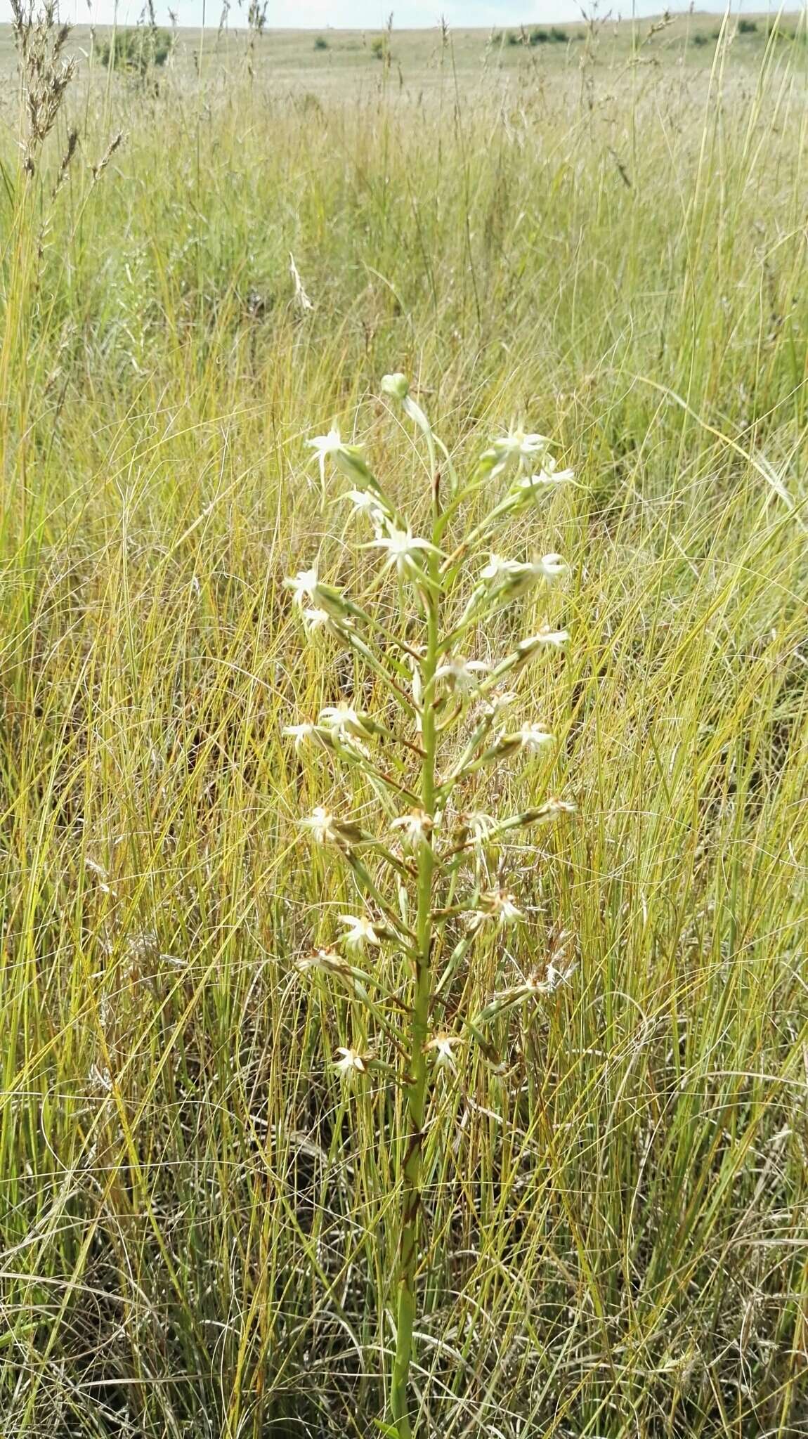 Image de Habenaria nyikana Rchb. fil.