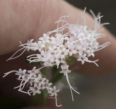 صورة Ageratina occidentalis (Hook.) R. King & H. Rob.