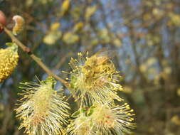 Imagem de Salix cinerea L.