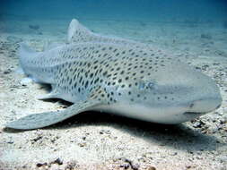 Image of zebra sharks