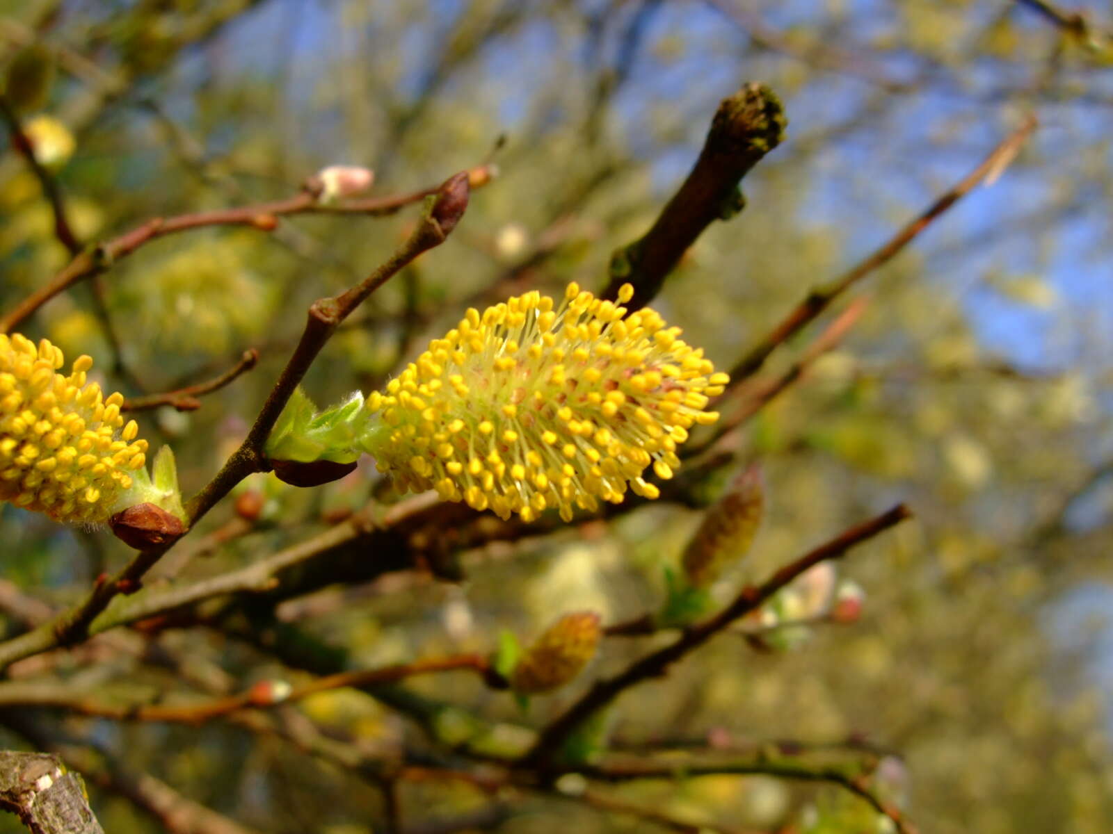 Imagem de Salix cinerea L.