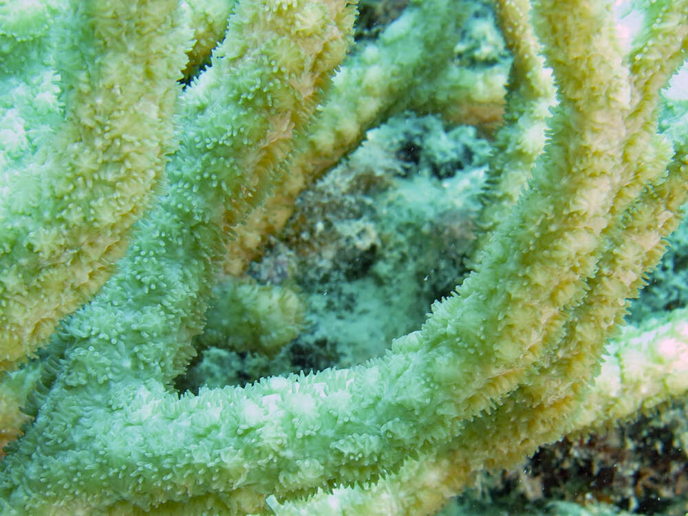 Image of spine coral