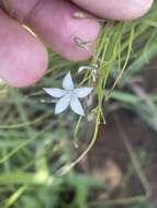 Image of Wahlenbergia virgata Engl.