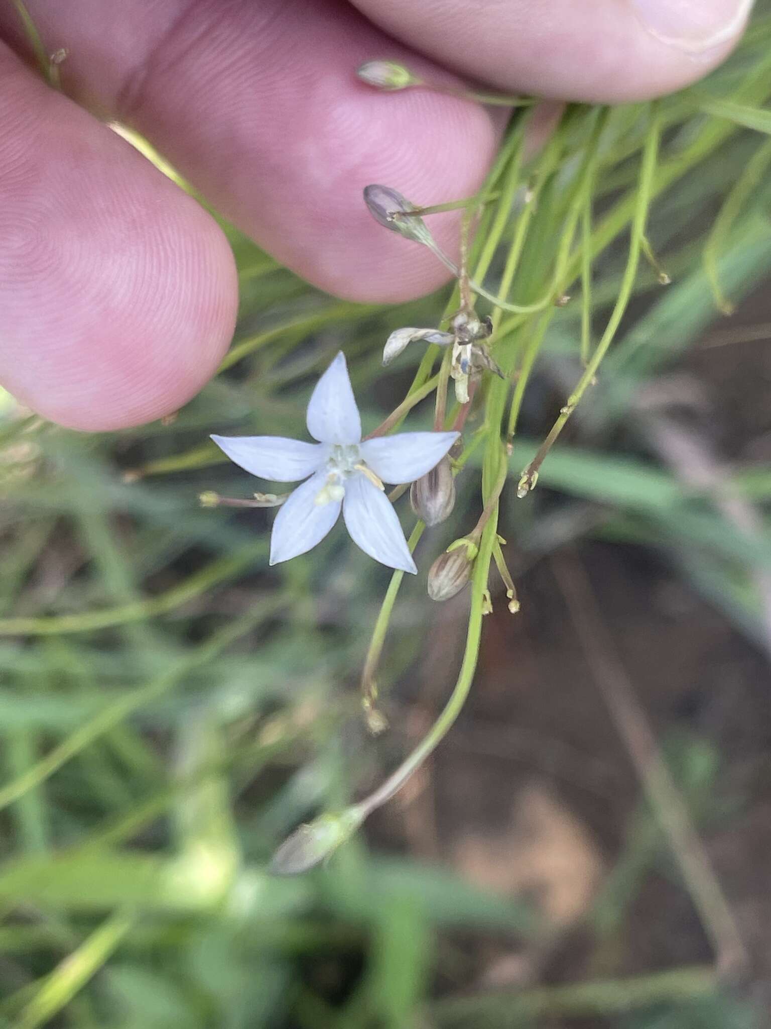 Image of Wahlenbergia virgata Engl.
