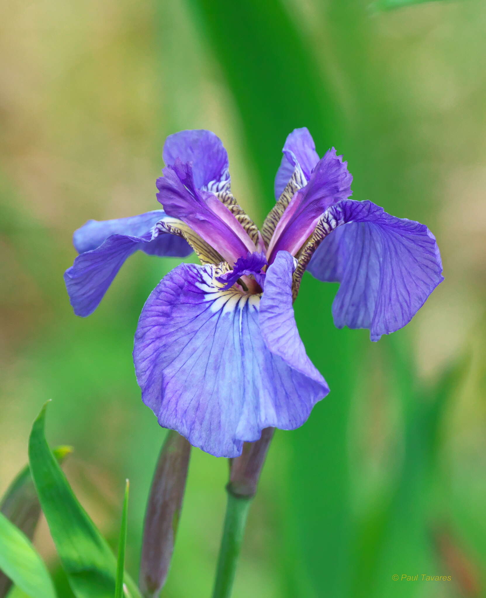 Plancia ëd Iris setosa Pall. ex Link