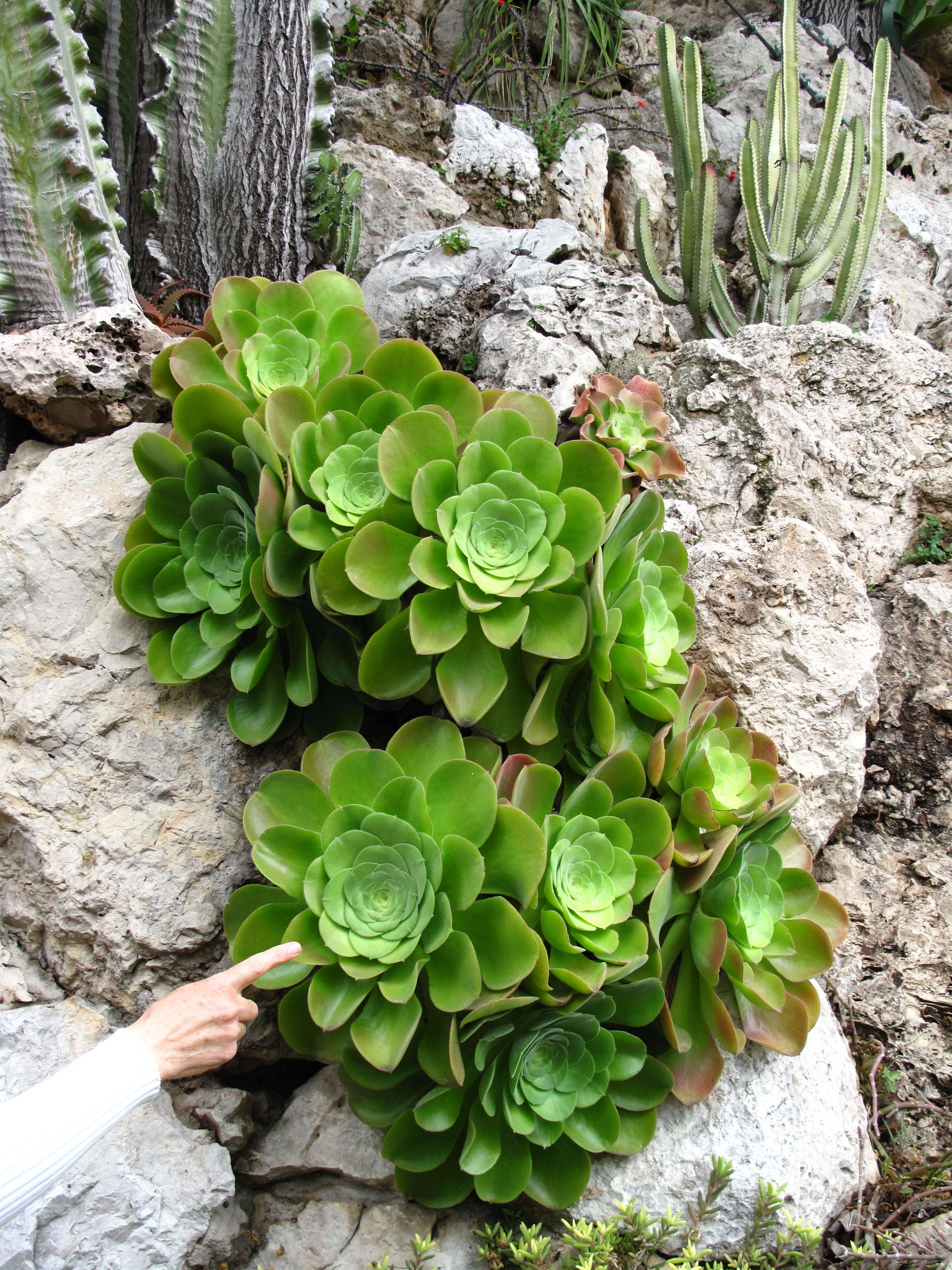 Image of Aeonium canariense (L.) Webb & Berth.