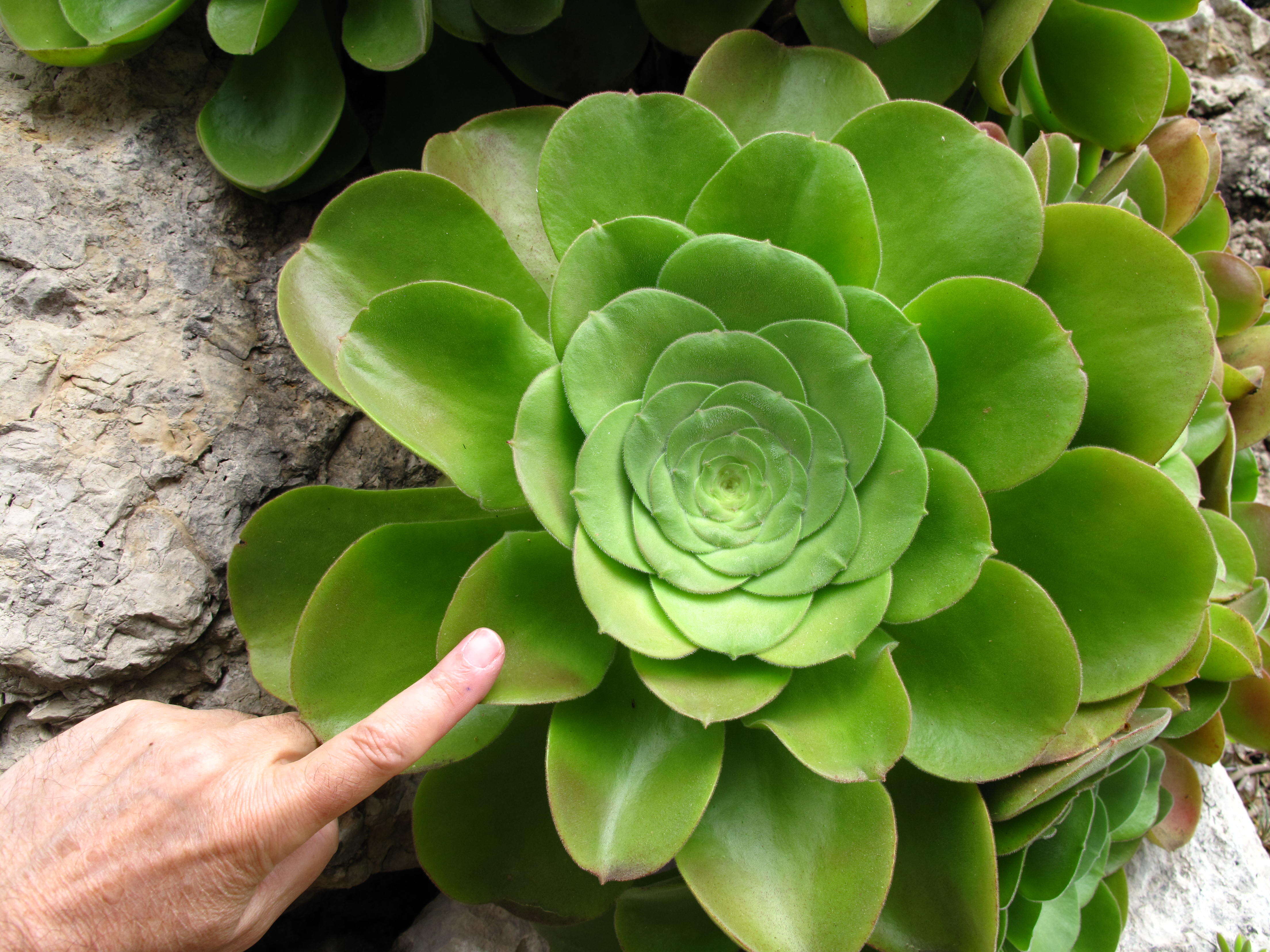 Image of Aeonium canariense (L.) Webb & Berth.