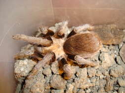 Image of Texas Brown Tarantula