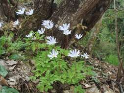 Image of blue anemone