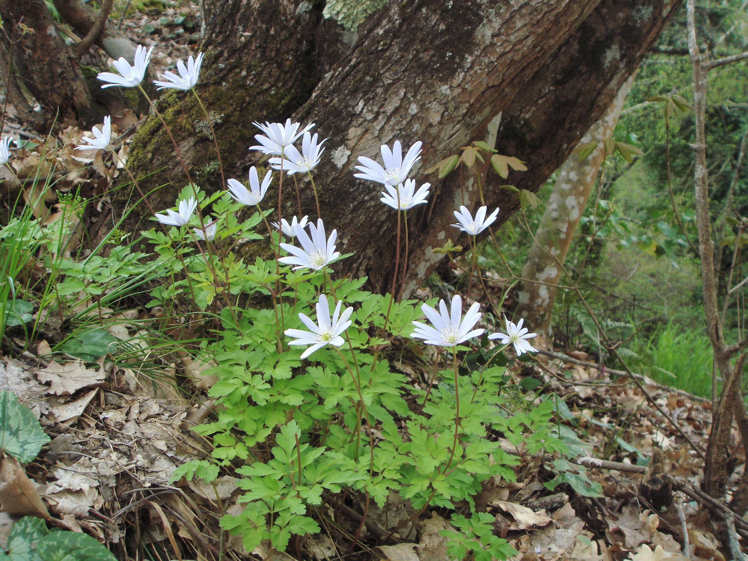 Image of blue anemone