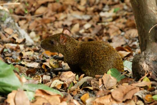 Image of Central American Agouti