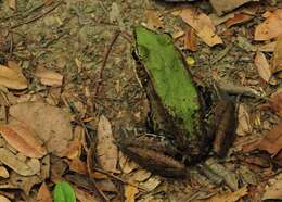 Image of Lithobates palmipes (Spix 1824)