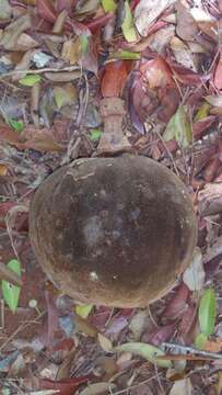 Image of Adansonia perrieri Capuron