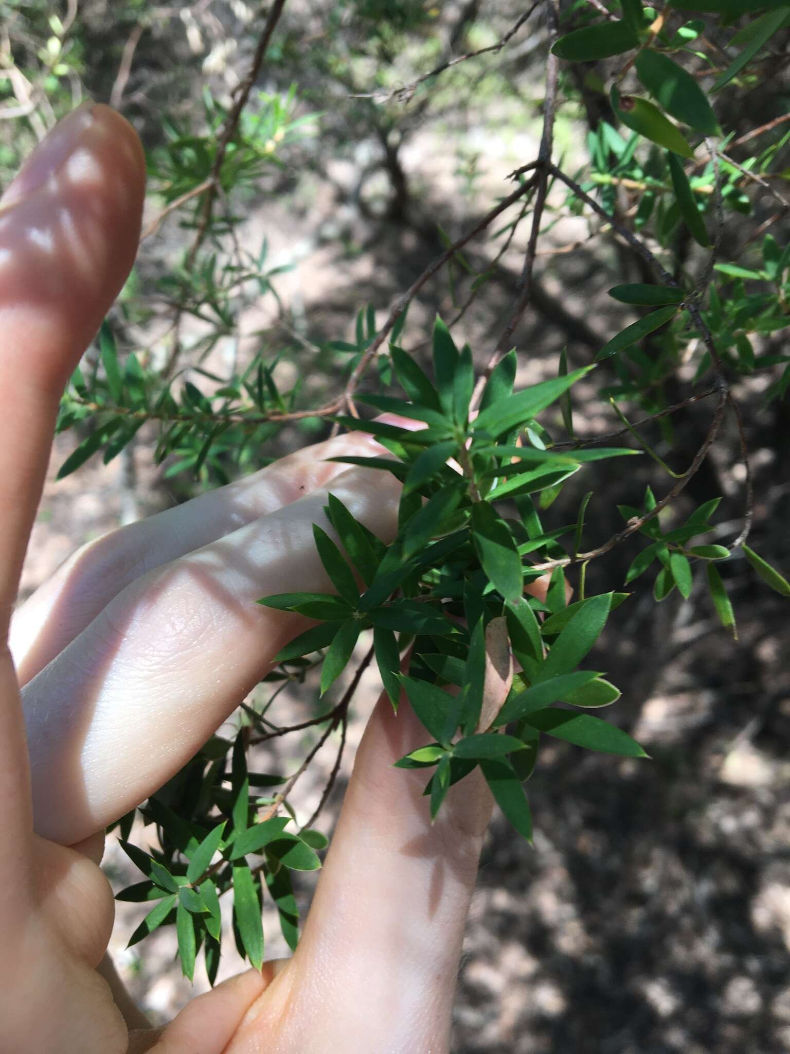 Image of Monotoca elliptica (Smith) R. Br.