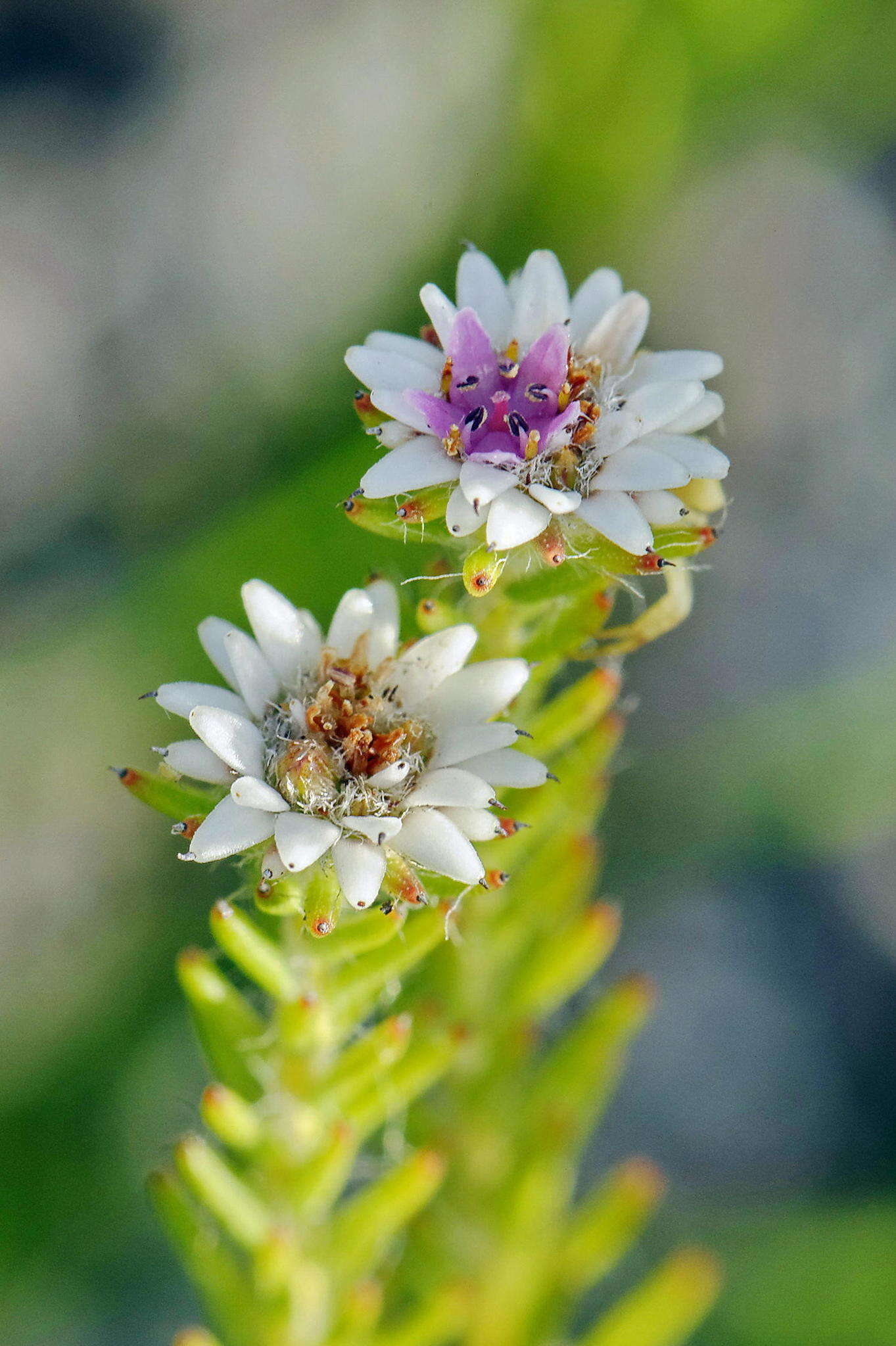 Image of Staavia radiata (L.) Dahl