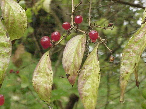 Слика од Lonicera maackii (Rupr.) Maxim.