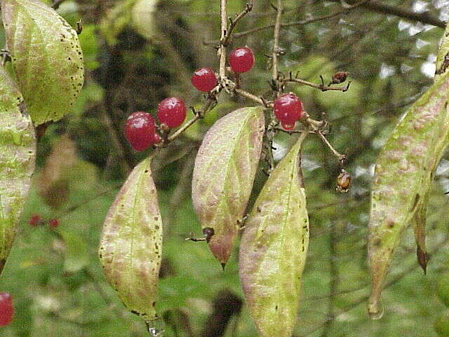 Image of Amur honeysuckle