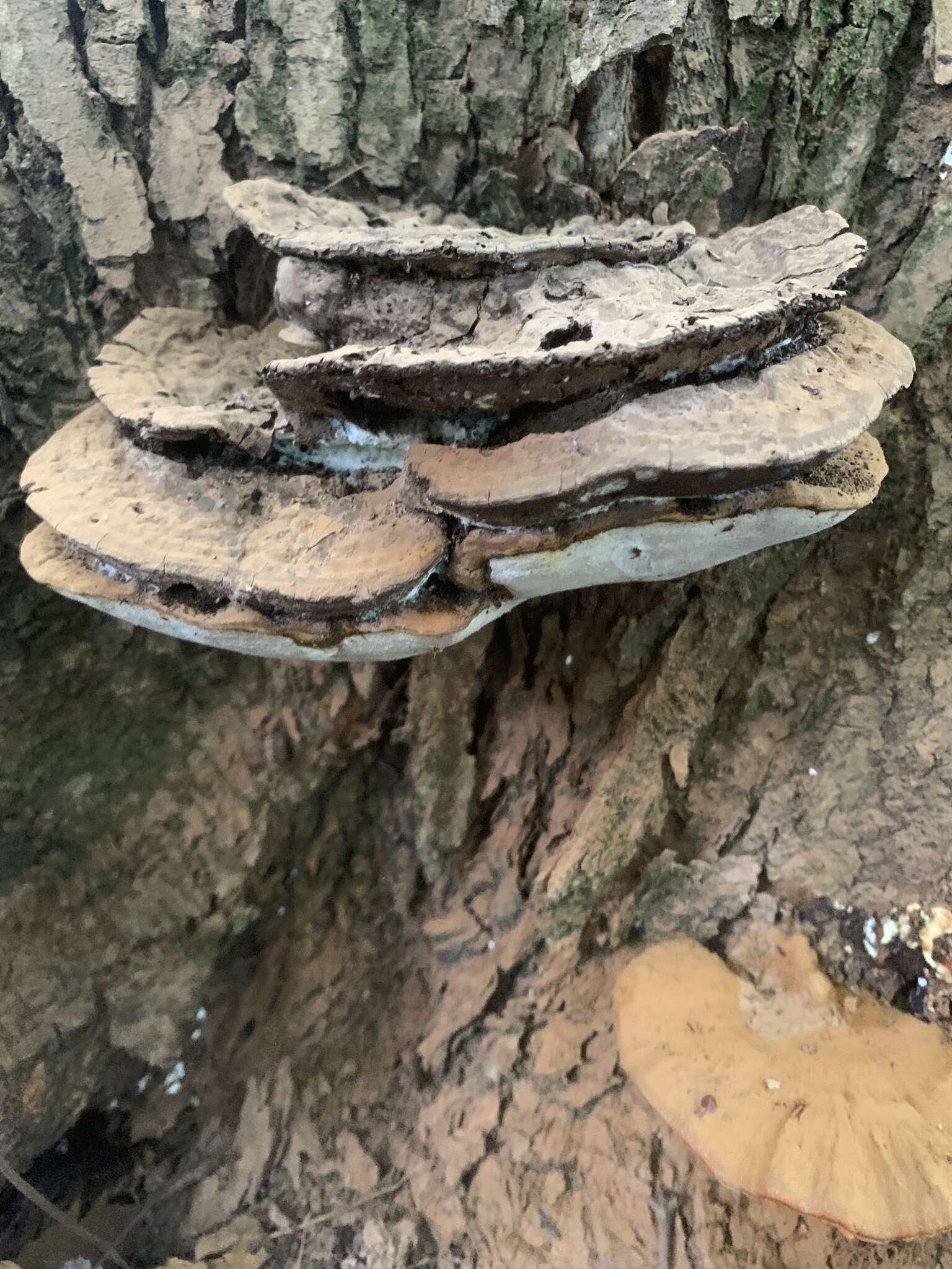 Image of Ganoderma lobatum (Cooke) G. F. Atk. 1908