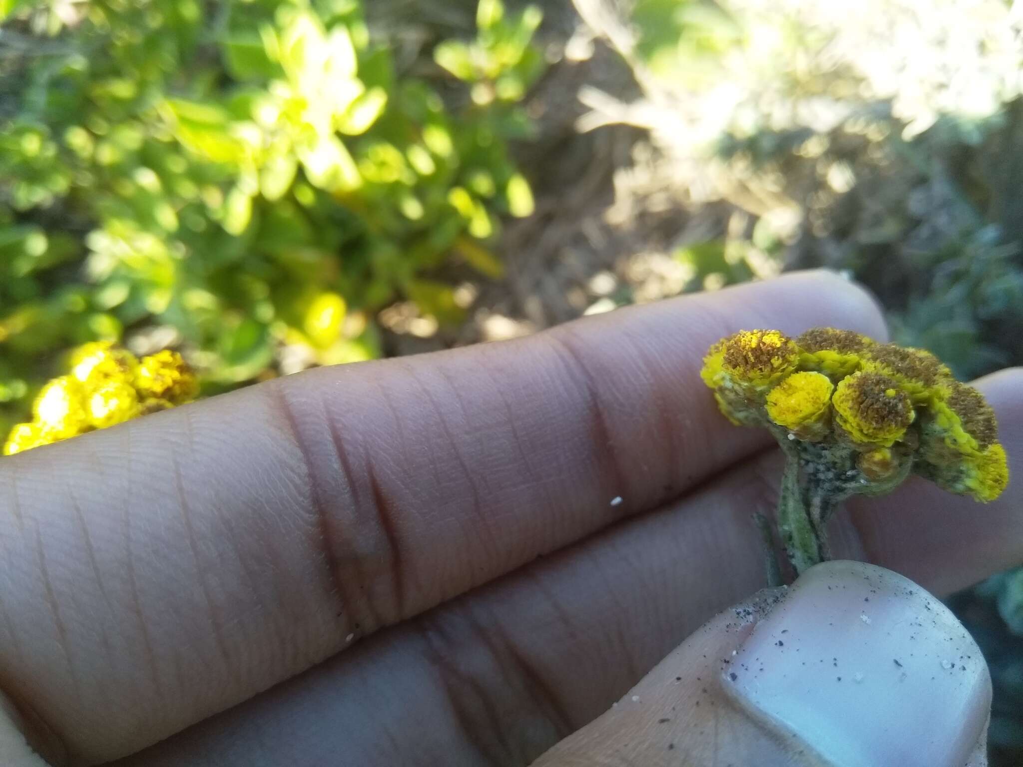 Image of Helichrysum anomalum Less.