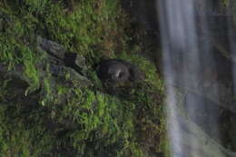 Image of American Black Swift