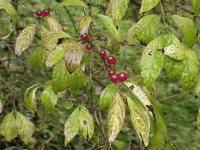 Image of Amur honeysuckle