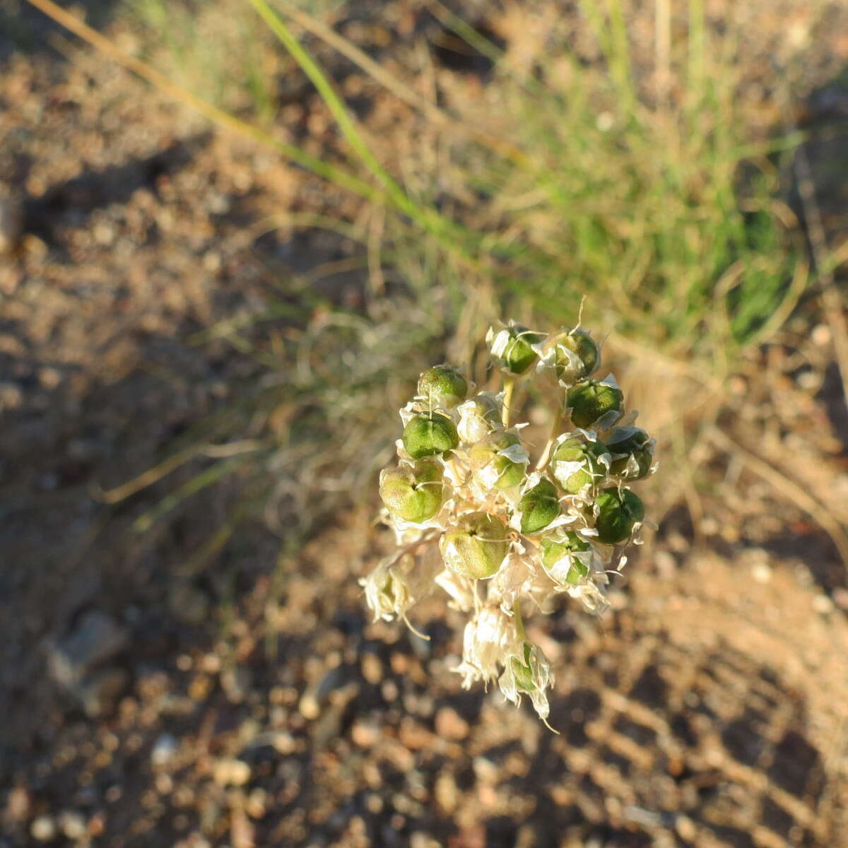 Image of Allium polyrhizum Turcz. ex Regel