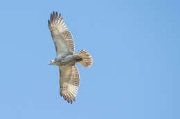 Image of Buteo jamaicensis kriderii Hoopes 1873