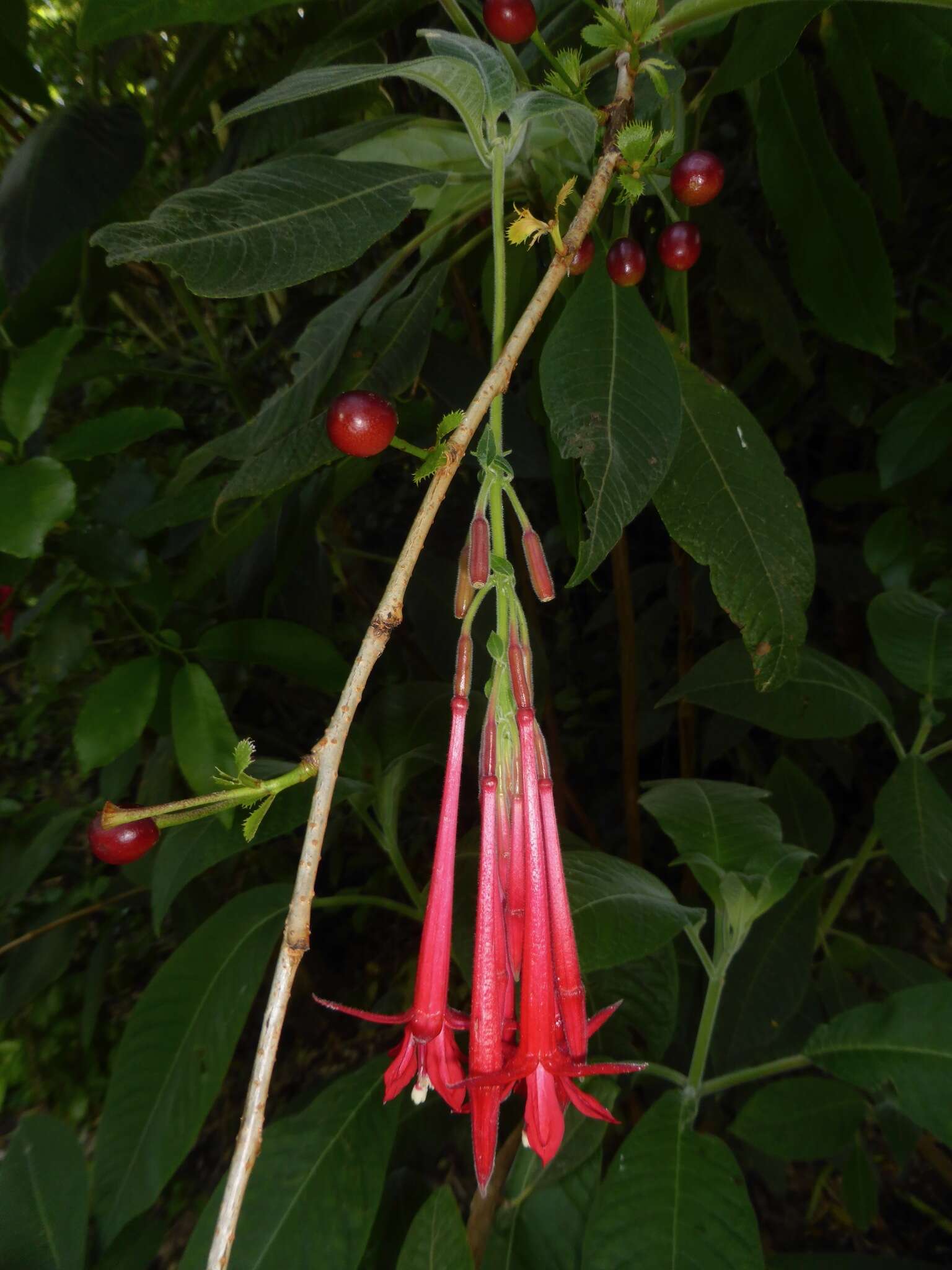 Image of Bolivian fuchsia