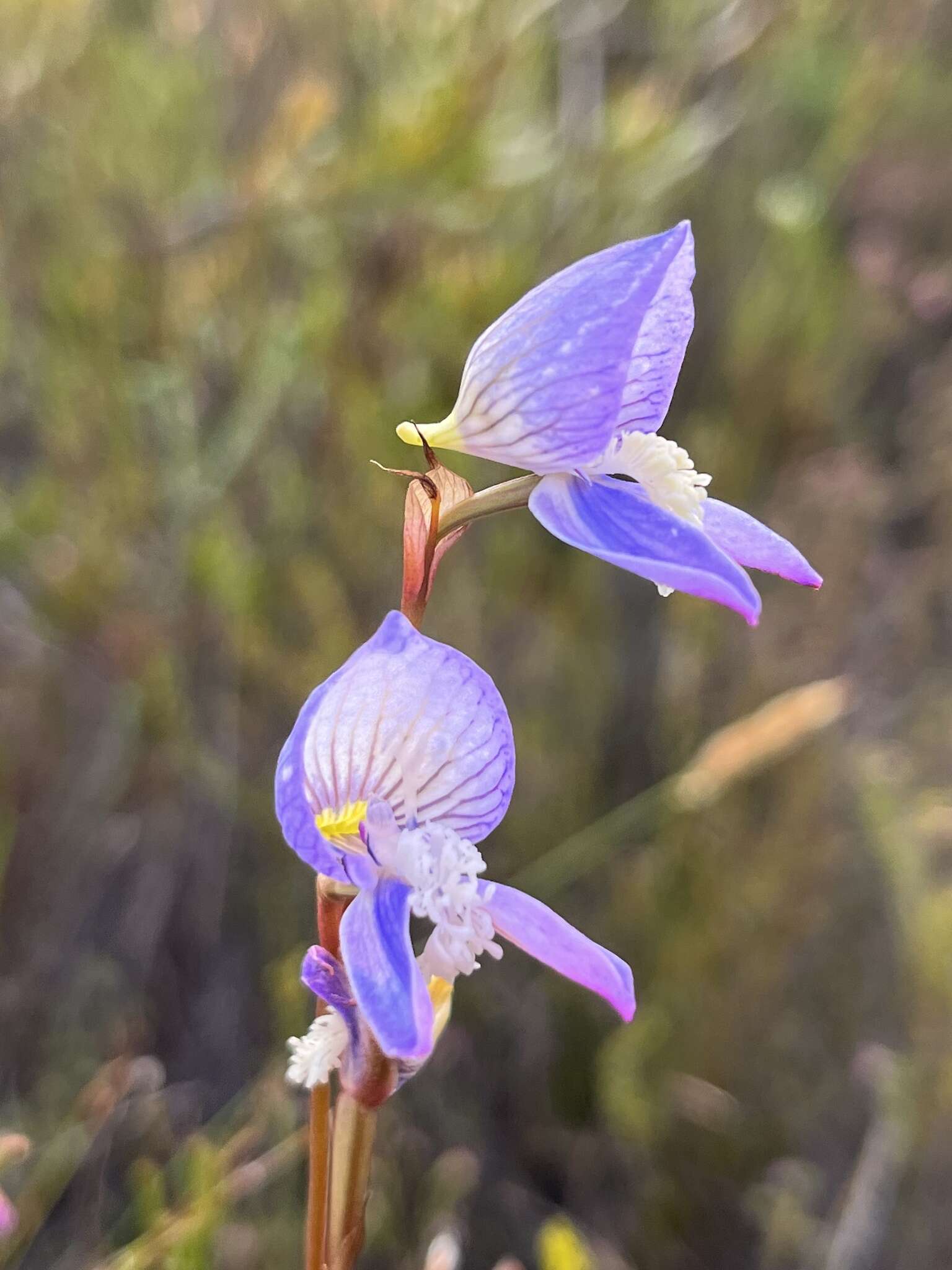 Image de Disa venusta Bolus