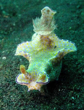 Image of Purple edged yellow spot slug