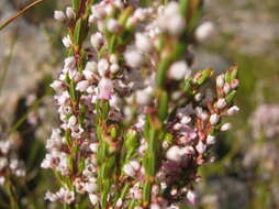 Image of Erica articularis var. articularis