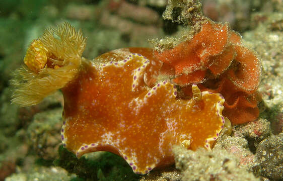 Image of Purple edged yellow spot slug